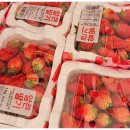 명재농장 | 6시내고향 논산 딸기 왕커서 왕맛있다 킹스베리