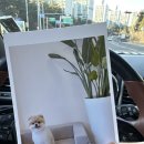 도그 윤 이미지