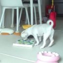 핑크퍼피 | 🐾 옙퍼피 노즈워크 퍼즐 2주 사용 후기 | 강아지 퍼즐 입문 추천