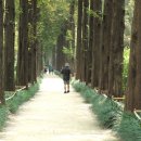 메타세콰이어길 이미지