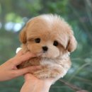 보은메디칼 이미지