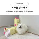 [강아지 배변패드] 흡수력 좋고 냄새 안 나는 대나무 배변패드 추천, 오프롬 밤부패드(3개월 후기)