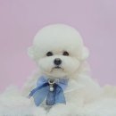 예쁘개해줄개 이미지