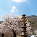 금산 주차장(공동묘지 주차장) | 금산 신안사 벚꽃 명소 수령 400년 벚나무와 창건 1,400년 산사, 4월 중순 지금이 절정입니다