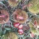 늘밤농원 이미지