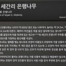 의령 세간리 은행나무 이미지