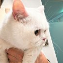 몽마르뜨 동물병원 이미지