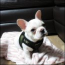 상콤 발랄 헬로퍼피 | 강아지분양 받을때에는 대전의 상콤발랄똥꼬헬로퍼피를 찾아가보자^^ 간식사러 갈때도 좋다~