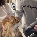 댕댕샤워 이미지