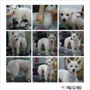 서면펫살롱 이미지