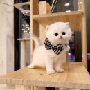 광주캐터리 | 고양이 분양받을 때, 혈통서가 꼭 필요한 이유!