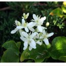 나무마당 이미지