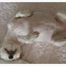 행복한개 이미지