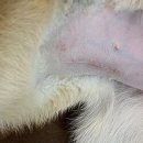 세계명견 감곡켄넬 | 시바 이누