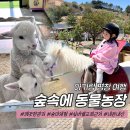 무리개농장 | 평창 여행 아기랑 가볼만한 곳, 숲속에 동물농장 내돈내산 (근처 맛집 나폴리피자, 실버벨 교회)