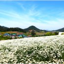 장산도 Daum카페