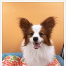 미스터 몽 이미지