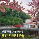 CU용인삼백로점 | 신상 핫플 용인 자작나무숲 산책 / 데이트 / 힐링 하기 좋은 가볼만한곳(ft. 주차장, 가는 길 팁)