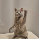 착한필름 - 오산시 오산로212번길 9 | 고양이 스크래치 방지 꿀팁, 가구 벽지 보호필름 내돈내산 후기
