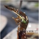 일번지회&대게 네이버블로그