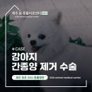 제주24시숨동물의료센터 | 제주도24시동물병원 강아지 간종양 제거 수술 전간엽절제술 케이스 [숨동물의료센터]