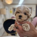 냥만스럽개 이미지