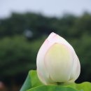 연꽃이야기 이미지