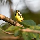 소청도의 노랑배진박새(Yellow-bellied Tit) 이미지