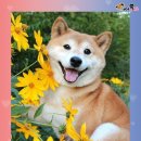 메롱