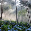 수국도 이미지