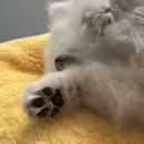 갱플러스 이미지