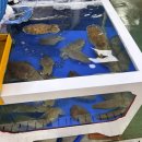 (주)부산본어묵 송도점 | 여수 1박2일 먹거리 추천 | 딸기찹쌀떡 바다김밥 수산시장 회 내돈내산 후기