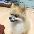 한입주개 이미지