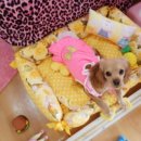 노랑퍼피 이미지