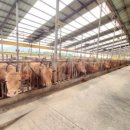 선정축사 이미지