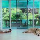 완두콩가족펜션 이미지