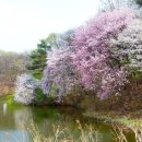 봄의 향연 이미지