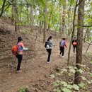 치악산둘레길 9코스 자작나무길 이미지