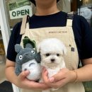 광주강아지분양 마마스미독 24시 광주봉선점 이미지