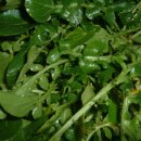 물냉이 (Watercress) _천년비타민의 왕 이미지