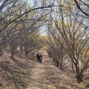 산수유축제장 이미지