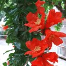 비봉슈퍼 이미지