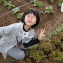 지영농장 네이버블로그