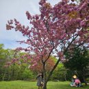 경산 봄여행 추천(겹벚꽃 명소 환성사&보물 대웅전)