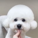 바림 펫그루밍샵 이미지