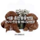 센트럴종합동물병원 네이버블로그