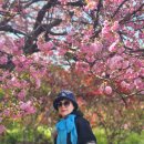 완산-26 Daum카페