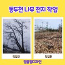 흥동환경 | 동두천 벌목업체 나무 전지 작업 후기