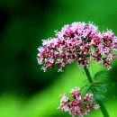 매봉산 정상 이미지