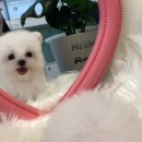 하이퍼피 이미지